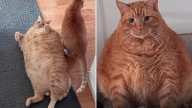Massive ‘real life Garfield’ fat cat named Bug dubbed ‘world’s chonkiest cat’ after being rescued from overfeeding