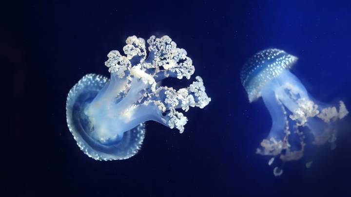 White Spotted Jellyfish: Cute Until They Become Invasive