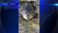 Crocodile continues to recover at Zoo Miami after having fishing spear lodged in its head