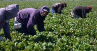 Agricultores de Florida alertan que esta temporada llegarán menos trabajadores extranjeros