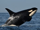 Southern resident killer whales show signs of slow decline toward disappearance