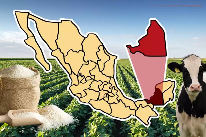 Campeche inicia cosecha de arroz con 30 mil hectáreas sembradas