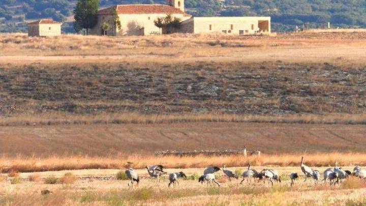 Muchas dudas en el turismo de grullas: "Estaba claro que iban a llegar ejemplares infectados a Gallocanta"