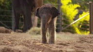 The Fort Worth Zoo's baby elephant has a name