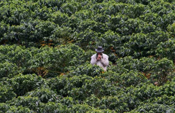 Petro propone exportar cannabis legal y eliminar aranceles agrícolas ante crisis con Washington