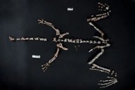 One of world’s oldest dinosaurs found