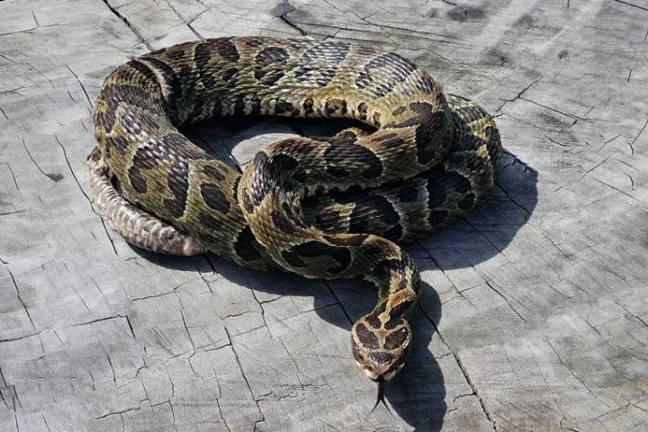 En lo que va del año se han registrado 24 casos de mordeduras de serpientes en la provincia