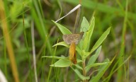 Conservation biologists discuss threatened Dakota Skipper butterfly