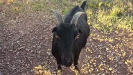 Diablo The ‘Goatalope’ Is Gillette’s Unlikely Local Legend And Social Media Star