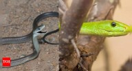 Black mamba vs green mamba: Africa’s deadliest snakes compared – size, venom, habitat, behaviour, and who would win