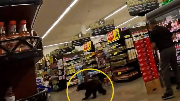 Watch: Bear scampers through grocery store in Arizona