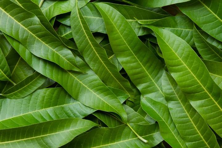 Las hojas de mango son excelentes para el cabello