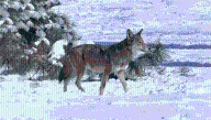 18 Of These Rare Mammals Live In The Wild. Have We Reached A Turning Point In Their Return To The US?
