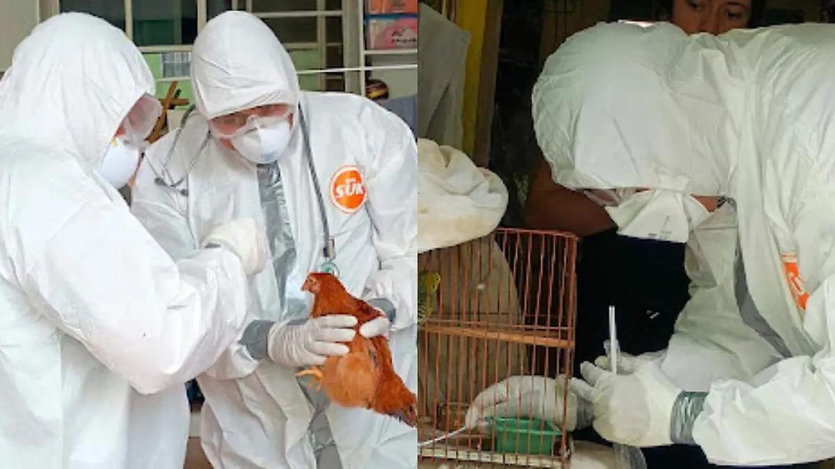 Refuerzan vigilancia sanitaria ante migración de aves silvestres de Canadá y EU