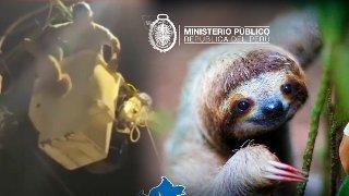 Fiscalía inicia investigación tras caso de crueldad contra oso perezoso