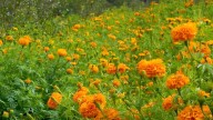 Se tiñe la Sierra de Arteaga de naranja; inaugura temporada Jardín de Cempasúchil
