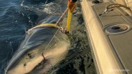 Great white shark tagged by Florida's OCEARCH sends a rare ping