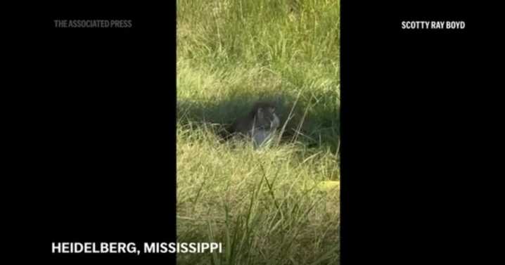 Monkeys escape from overturned truck on Mississippi highway