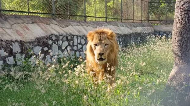 Lion adopted by famous actor goes missing; search progressing