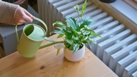 If You're Having To Water A Peace Lily Too Often, There's An Easy Fix