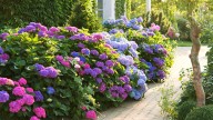 Keep Hydrangeas Healthy With A Simple Garden Task This Fall