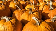 Pumpkins could be hiding a deadly secret, study finds