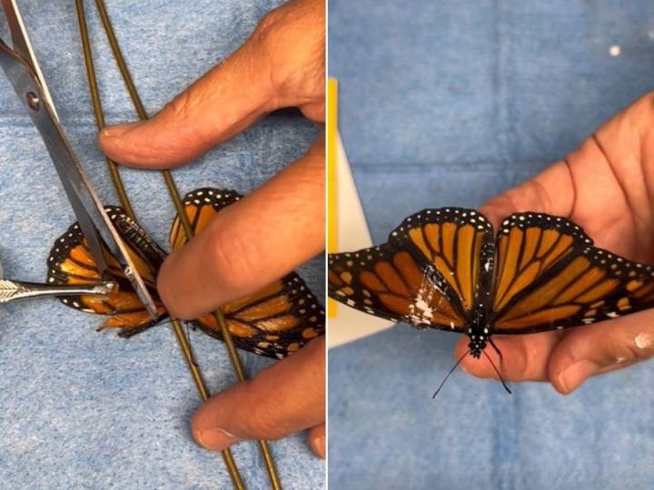 Monarch butterfly gets new lease on life after wing repaired