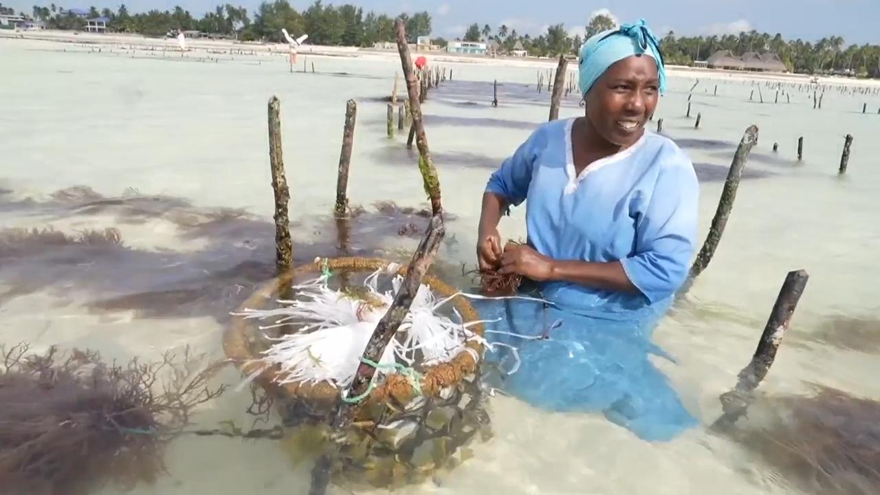 Zanzibar is seeing a seaweed boom. Will the women collecting it see the benefit?