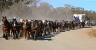 Barellan's record-breaking 62 draft horses unite in NSW
