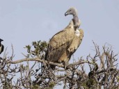 Gobierno sudafricano reafirma compromiso con conservación de buitres