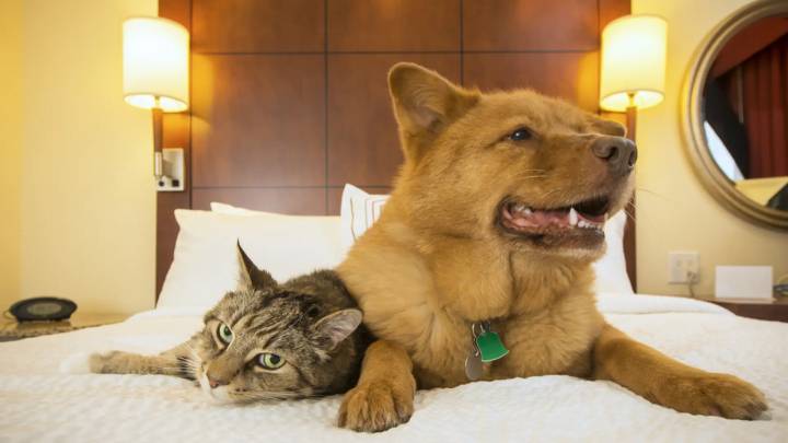 Como perros y gatos: una pareja se divorcia porque sus mascotas no se llevan bien