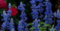 Moving salvia, pruning azaleas and testing the soil: Dan Gill's advice on doing things correctly