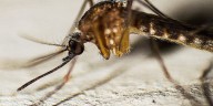 Good Question: Can West Nile virus impact pets?