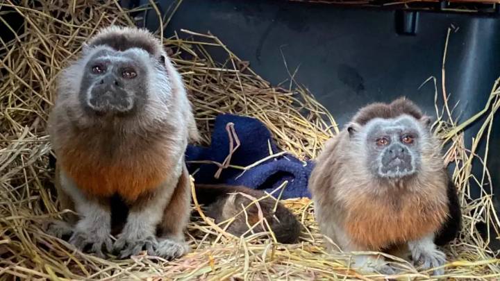 Dos monos tití que se conocieron en cautiverio volvieron a la libertad como pareja en una histórica reserva en Antioquia