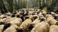 La cita en un pueblo de Navarra donde disfrutar del queso con sorteos y una comida popular