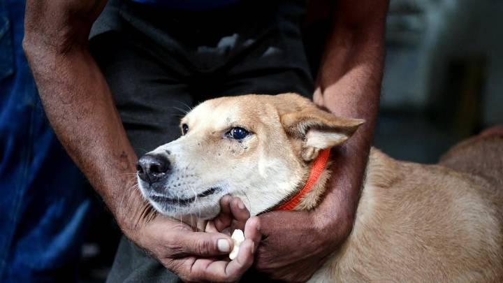 World Para Athletics Championships: Kenyan and Japanese coach bitten by stray dog; catchers called in at JLN stadium