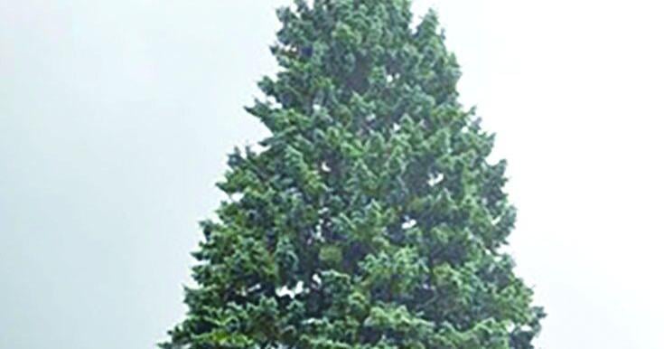 Sault Ste. Marie spruce becomes state of Michigan's 39th Christmas tree