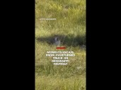 Monkeys escape from overturned truck on a Mississippi highway