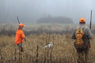 Western Washington pheasant program faces several challenges