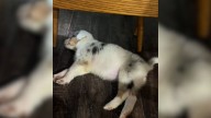 A New Dog Owner In Oklahoma Discovers Her Puppy’s Unexpected Challenge After Adoption