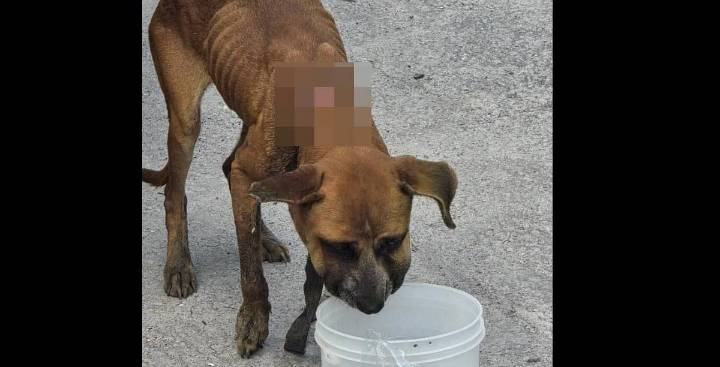 Taxista de perritos en Saltillo rescata a can con maltrato extremo y convoca a apoyo ciudadano