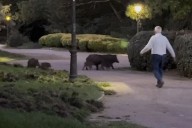 Arroyomolinos pide ayuda para controlar a una familia de jabalíes que ha irrumpido en su núcleo urbano: los ecologistas dicen que "no hay que cazarlos", que "basta con espantarlos"