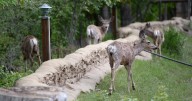 B.C. deer hunt near Cranbrook launched to fight wasting disease