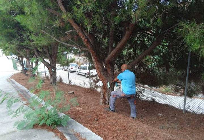 Vélez-Málaga activa la campaña contra la procesionaria en colegios y zonas verdes