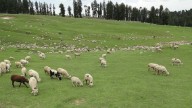 35 Sheep Stolen from Poor Farmer in Bandipora