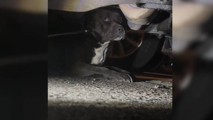 Heartbroken California Woman Finds Weak Dog Hiding Under Car And Rushes To Help