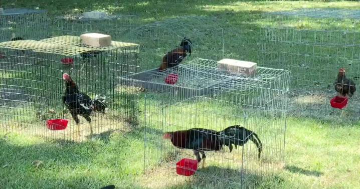 Kaplan’s proposed chicken limit ordinance ruffles feathers among residents 