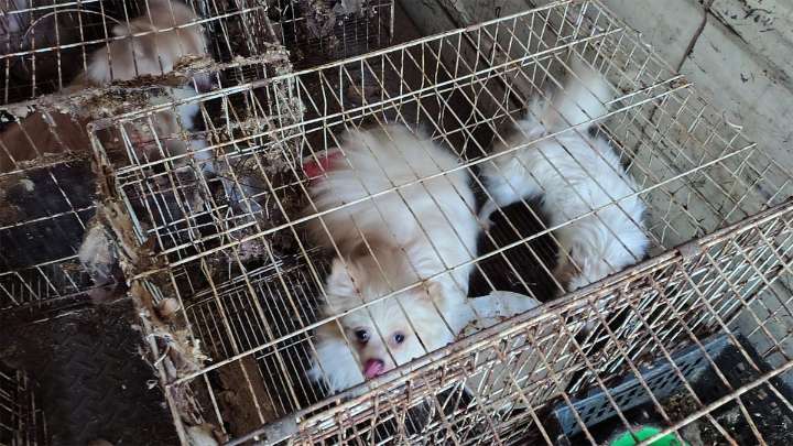Rescataron a 87 perros en estado de desnutrición: estaban encerrados en una casa de Córdoba