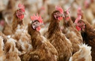 PA officials urge poultry farmers to protect birds from HPAI, remind them of relief funding