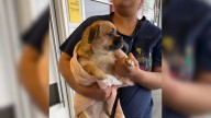 California Pup Realizes She’s Being Left Behind And Her Eyes Say Everything